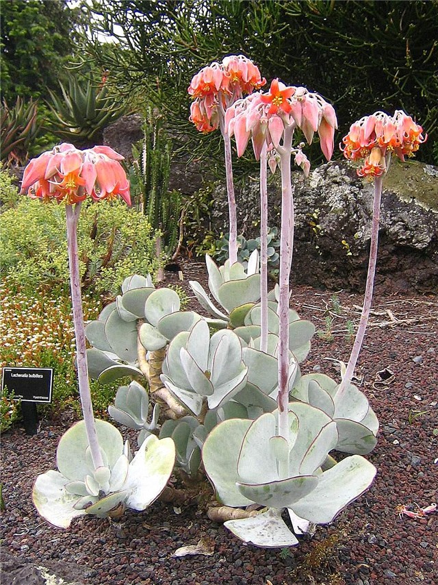 Cotyledon orbiculata-slika sa neta.  